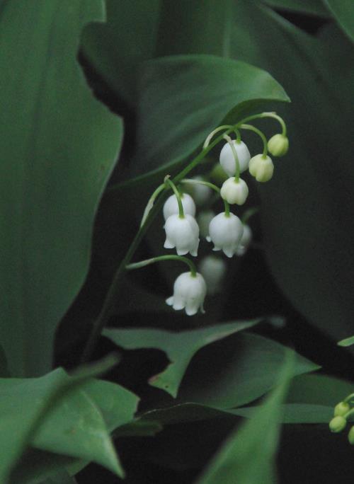 muguet.jpg